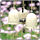 黑金